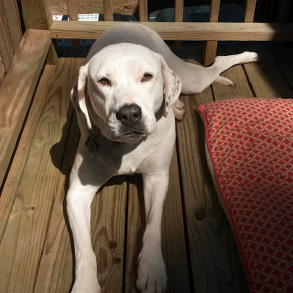 Meet your Posher, Ricky - Picture 1 of 1